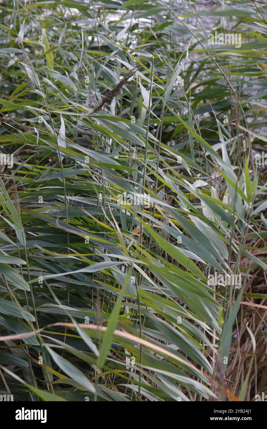 European reed (Phragmites australis australis) Plantae Stock Photo - Alamy