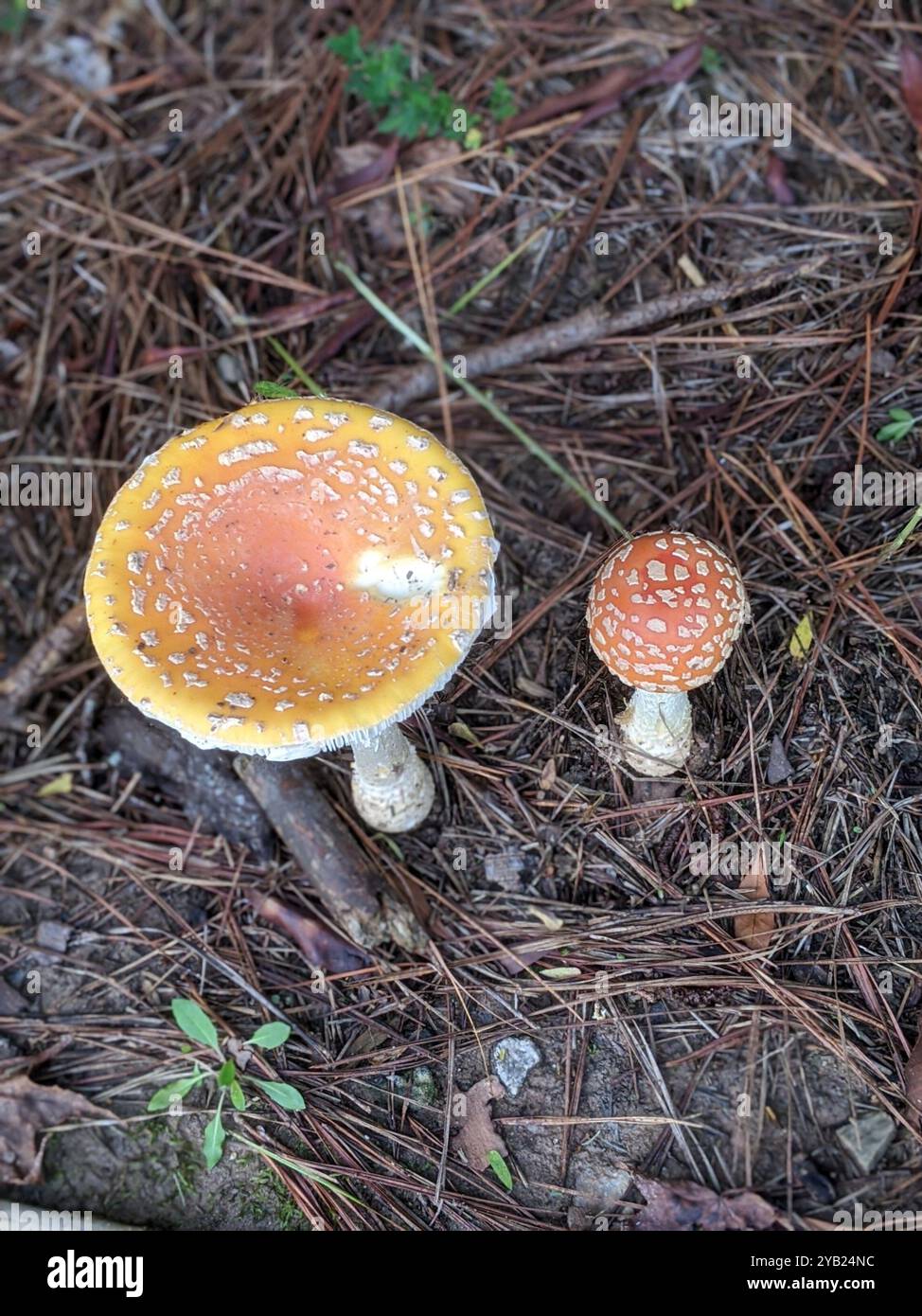 Peach-Colored Fly Agaric (Amanita persicina) Fungi Stock Photo - Alamy