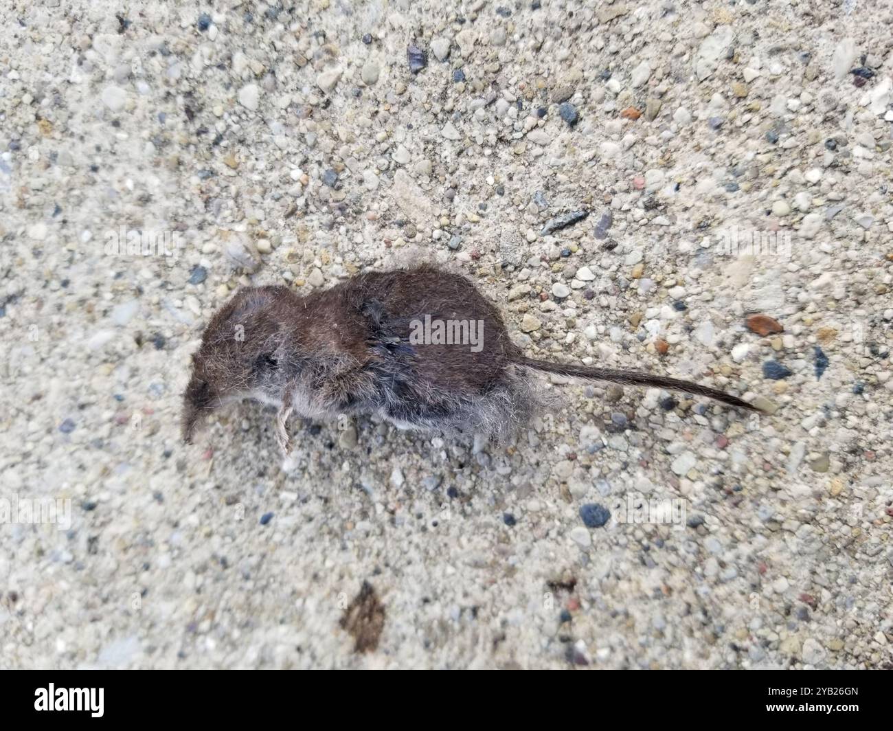 Masked Shrew (Sorex cinereus) Mammalia Stock Photo