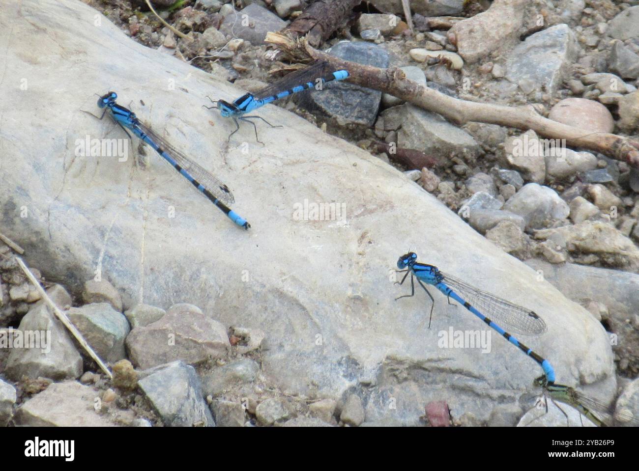 Bluets (Enallagma) Insecta Stock Photo - Alamy