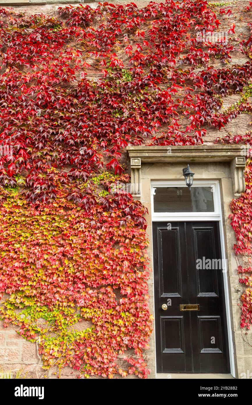red virginia creeper around a doorway in Blairgowrie, Perthshire, Scotland Stock Photo