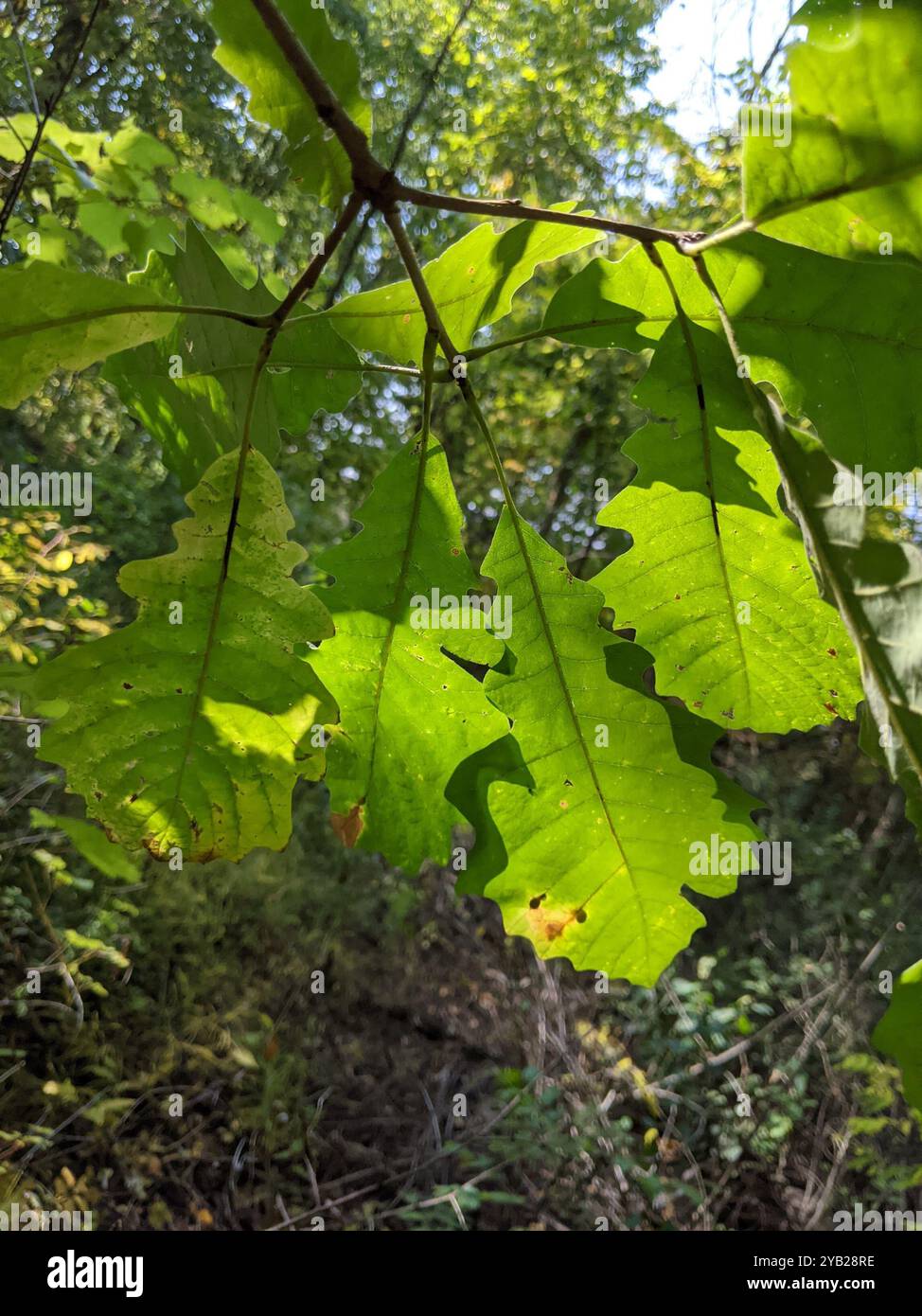Quercus lyrata hi-res stock photography and images - Alamy