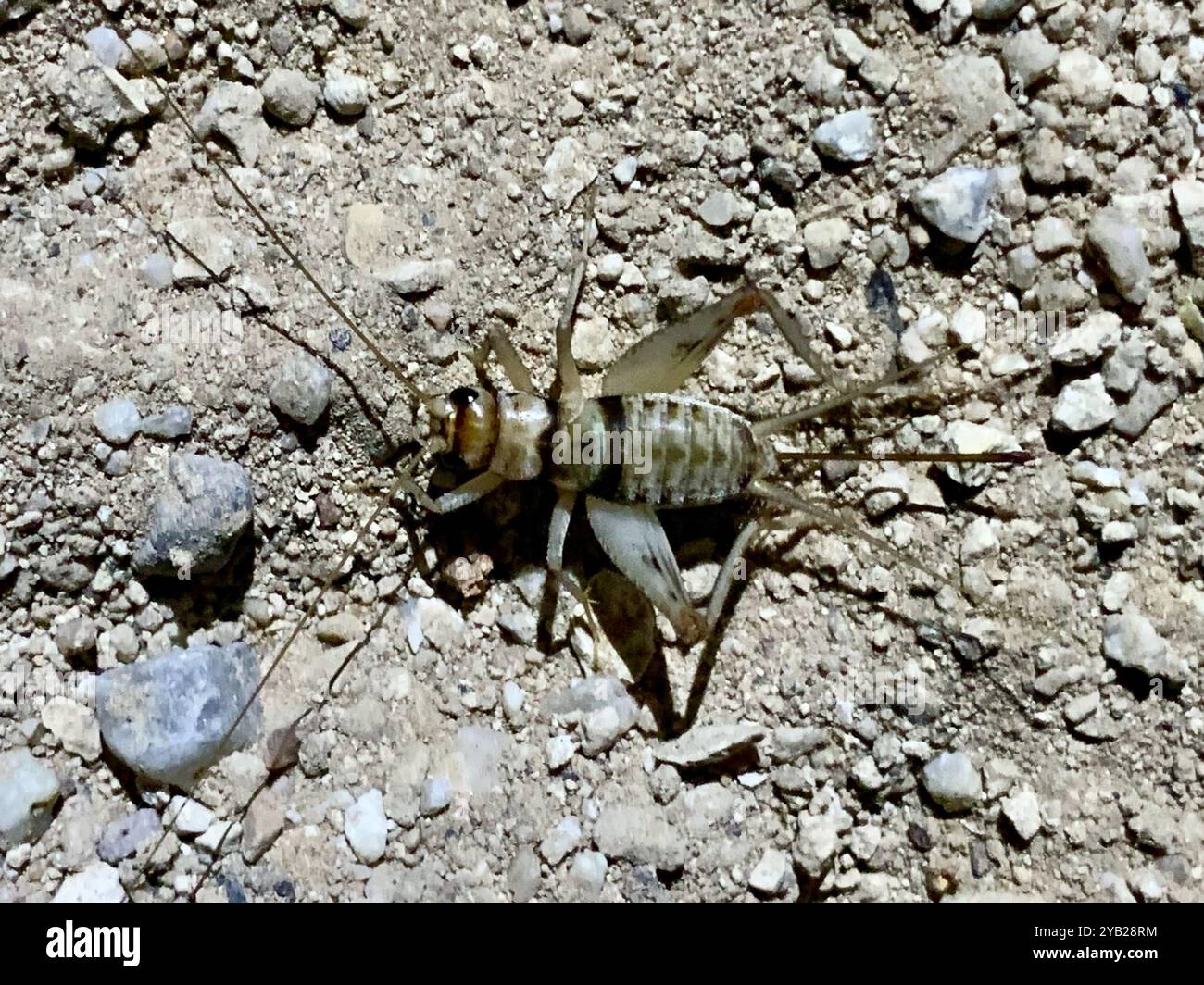 Tropical House Cricket (Gryllodes sigillatus) Insecta Stock Photo - Alamy