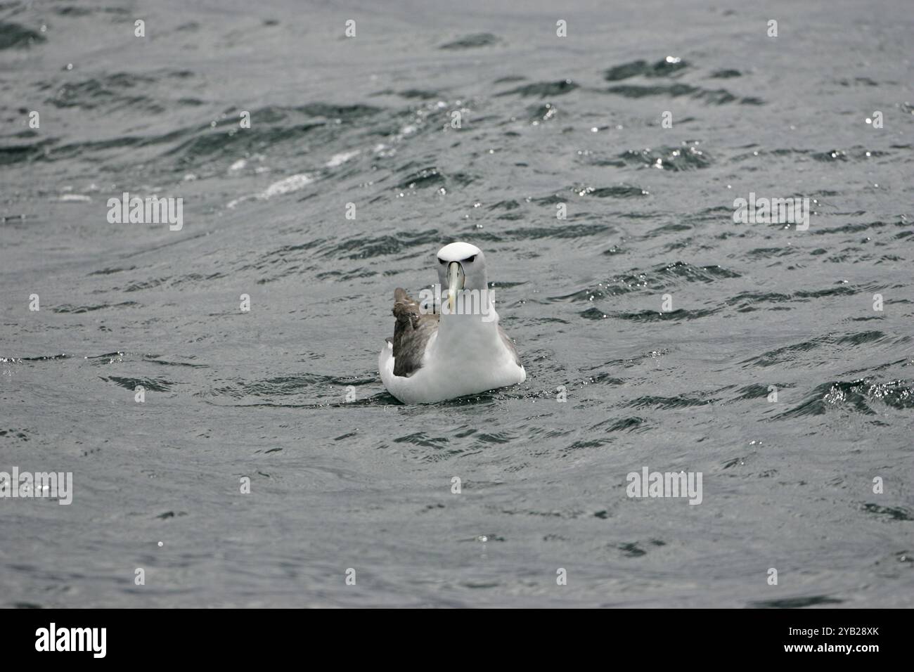 Shy albatross Thalassarche cauta swimming on sea New Zealand Stock Photo