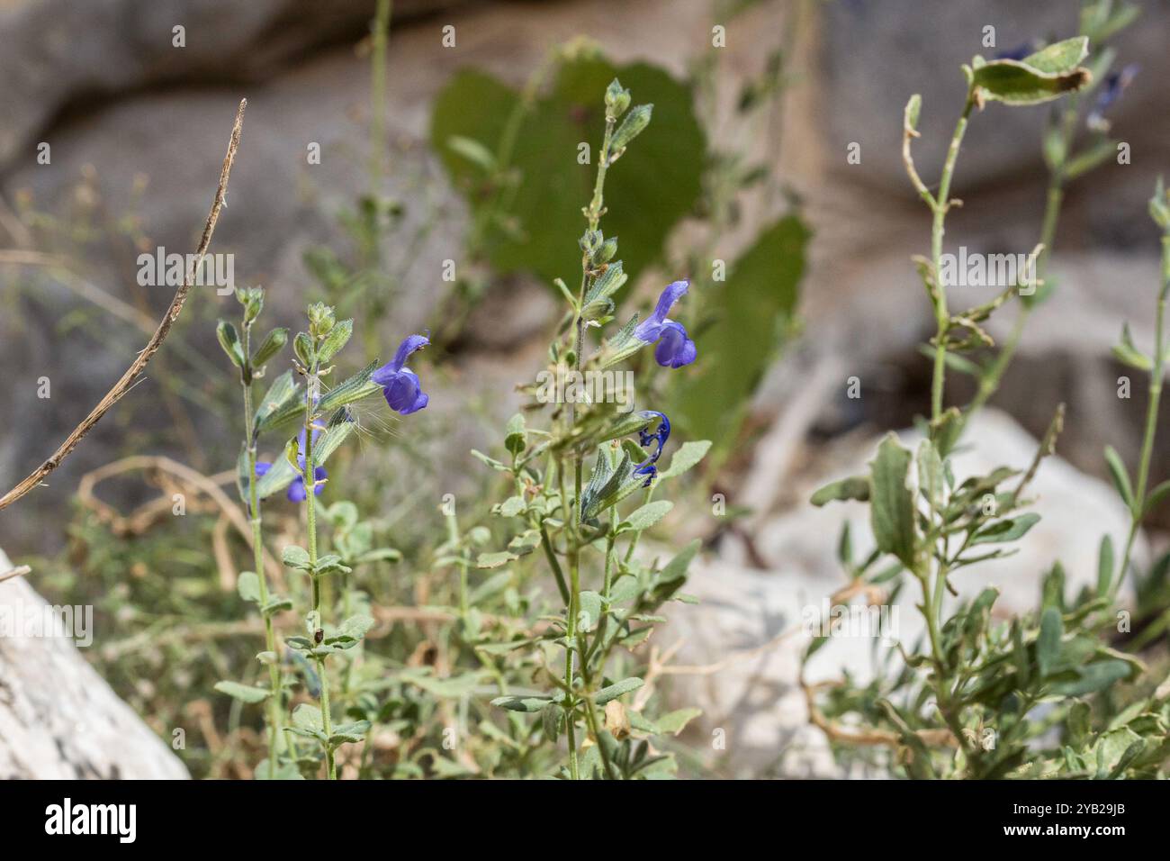 canyon-sage-salvia-lycioides-plantae-stock-photo-alamy