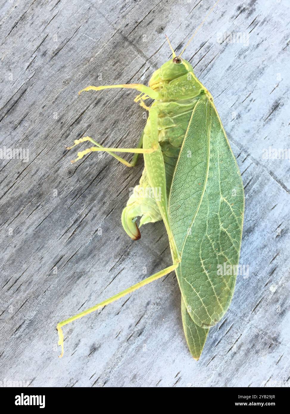 Angle-winged Katydids (Microcentrum) Insecta Stock Photo - Alamy