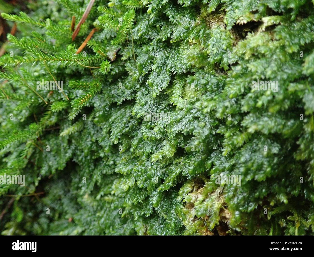 Toothed Plagiothecium Moss (Plagiothecium denticulatum) Plantae Stock ...