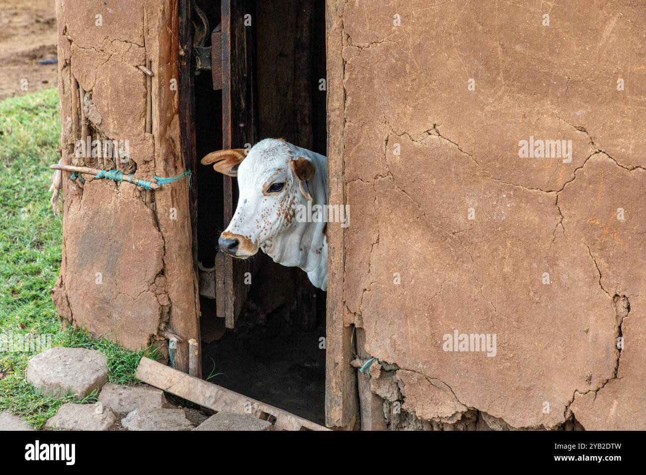 Cow being kept in a traditional Masai house, mad of cow dung, mud and wooden branches, Maasai village, Masai Mara, Kenya, Africa Stock Photo