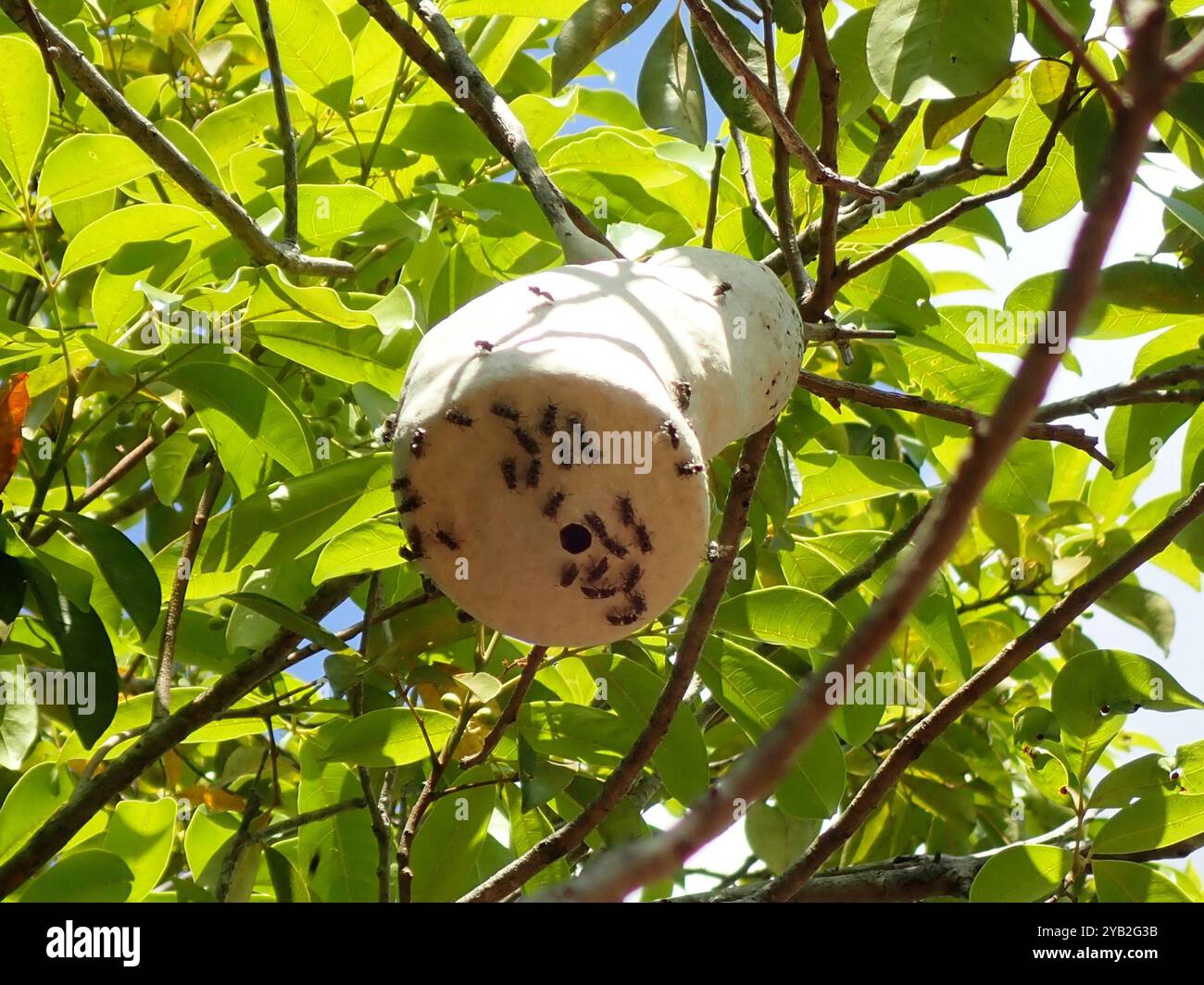 Bell Wasps (Chartergus) Insecta Stock Photo - Alamy