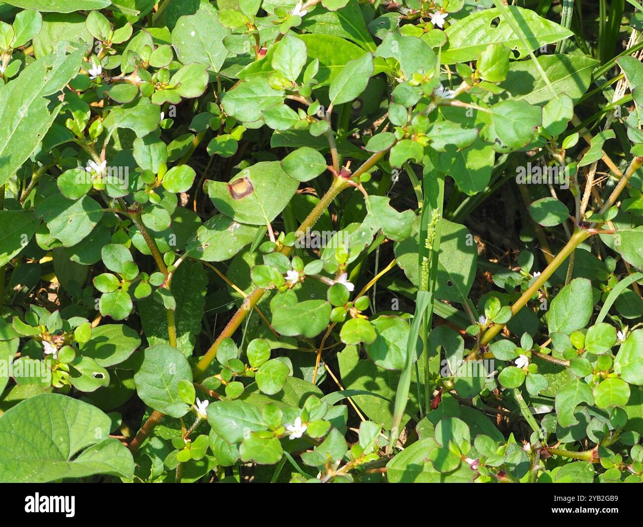 An overview of ethnobotany, pharmacology, phytochemistry and phytotoxicity  of Trianthema portulacastrum L. | Phytochemistry Reviews, image size:1300x1064