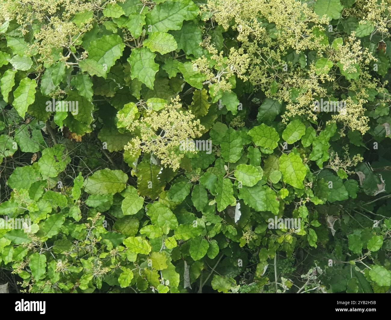 Rangiora (Brachyglottis repanda) Plantae Stock Photo - Alamy