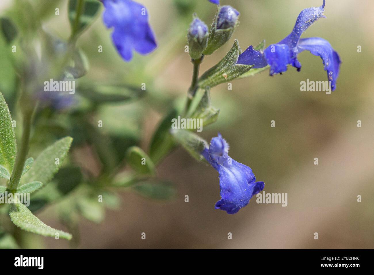 canyon-sage-salvia-lycioides-plantae-stock-photo-alamy