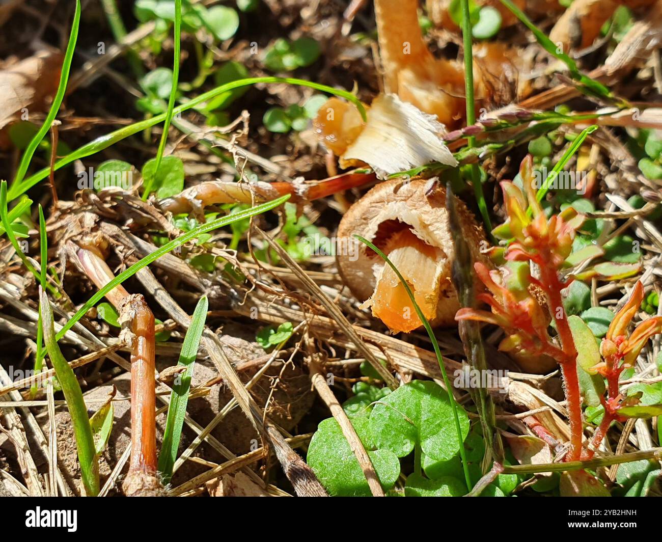 weeping widow (Lacrymaria lacrymabunda) Fungi Stock Photo - Alamy