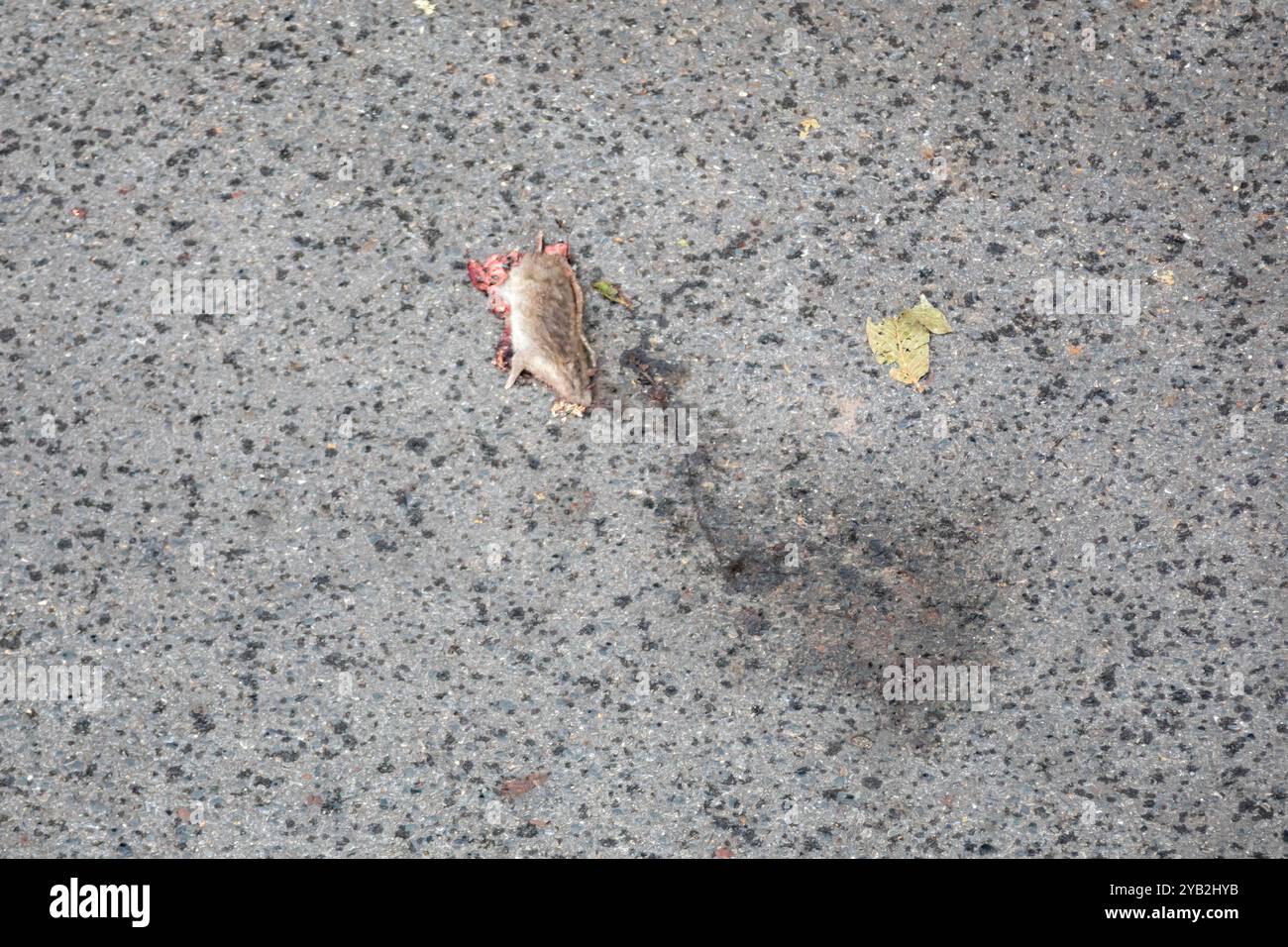 Dead rat run over on urban asphalt Stock Photo - Alamy