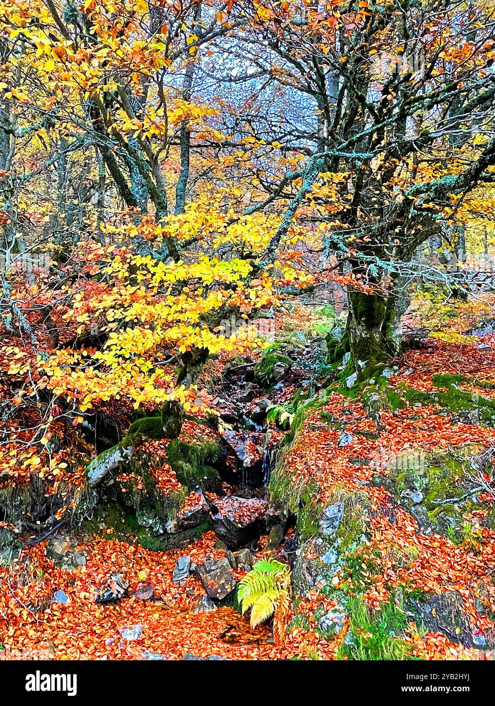 Beech forest in Autumn. Hayedo La Pedrosa, Riofrio de Riaza, Segovia province, Castilla Leon, Spain. - Smartphone Captured Stock Image