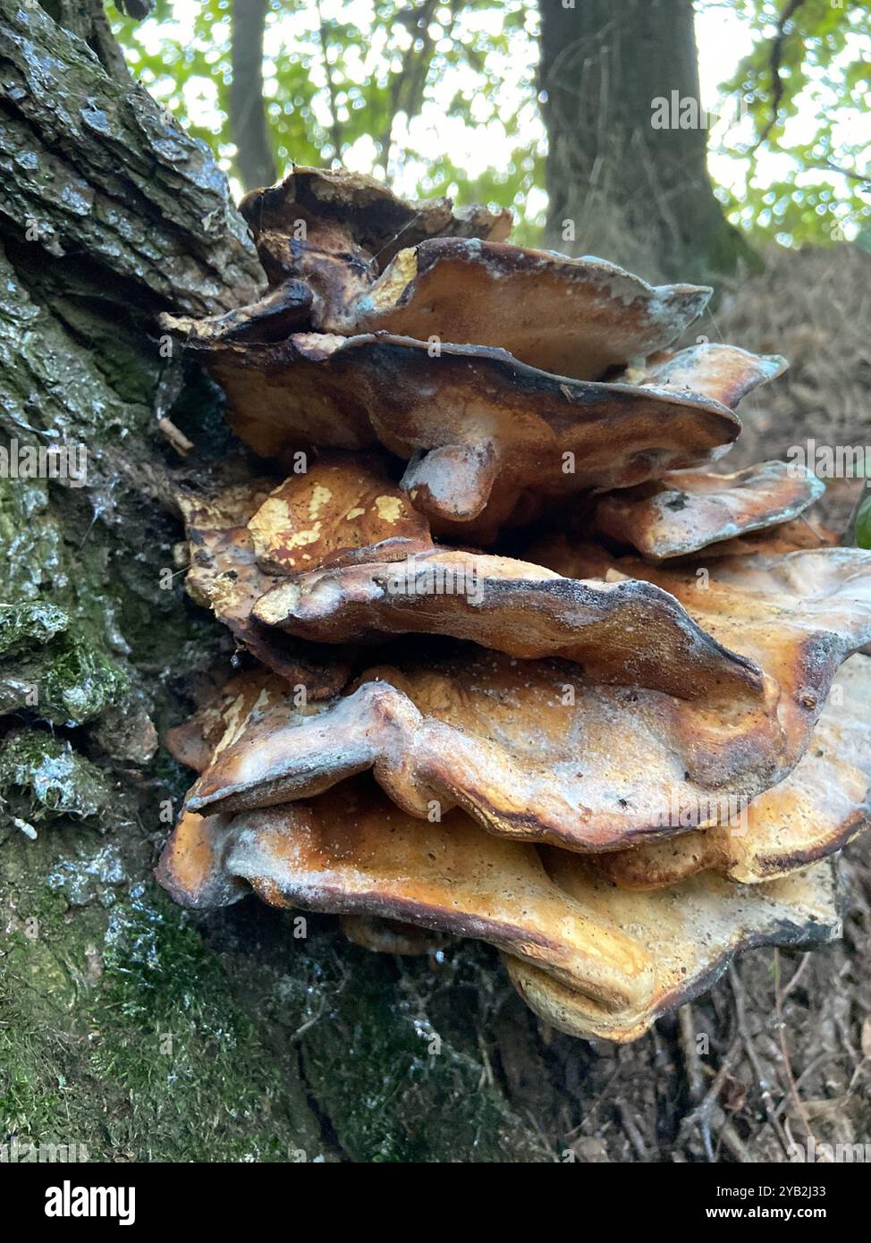 Giant Polycore Giant Polypore (Meripilus giganteus) Fungi Stock Photo - Alamy