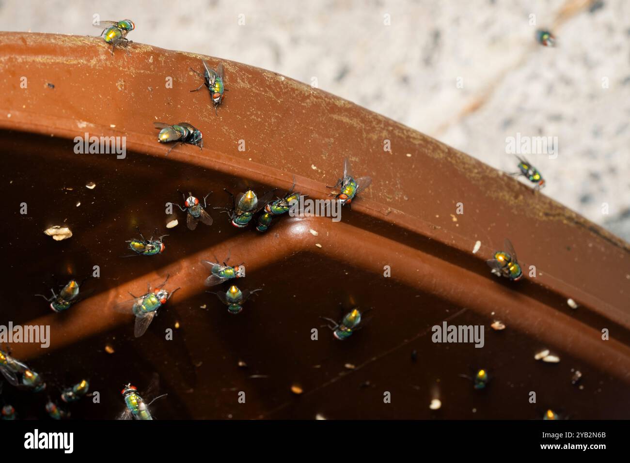 Compost bin infested by green bottle flies Stock Photo - Alamy