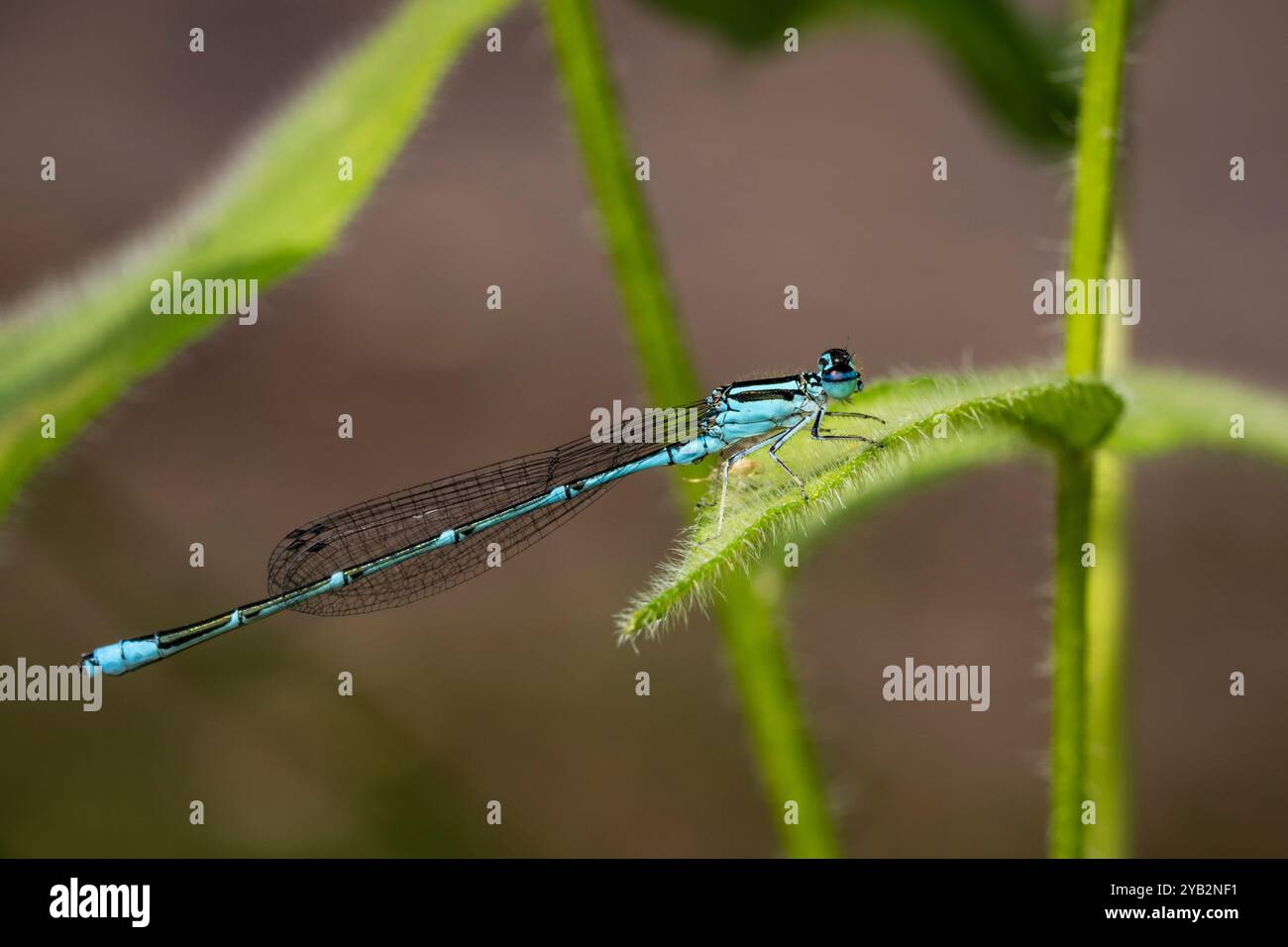 Stream Bluet is an abundant and widespread, dark-colored damselfly of creeks and rivers. Stock Photo
