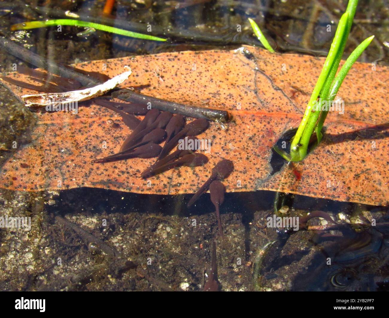 Sand Toad (Vandijkophrynus angusticeps) Amphibia Stock Photo - Alamy