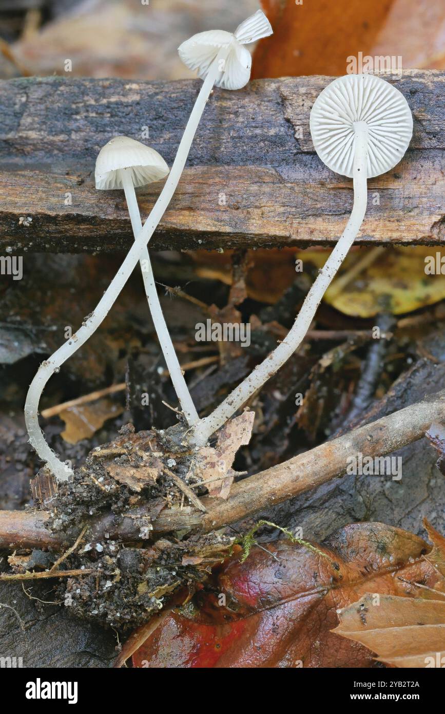 Snapping Bonnet Snapping mycena hi-res stock photography and images - Alamy