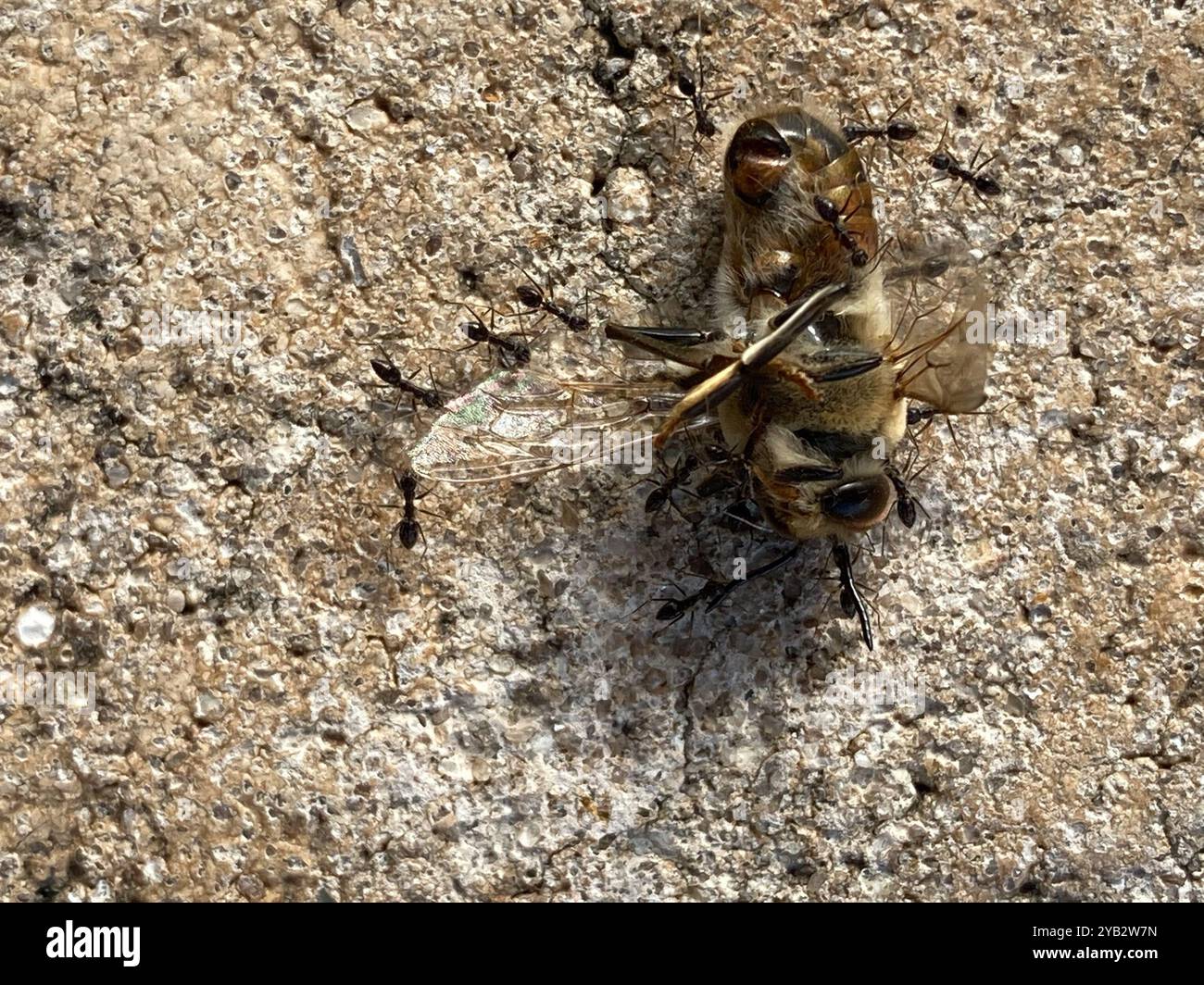 Epis Insect Western Honey Bee (Apis mellifera) Insecta Stock Photo - Alamy