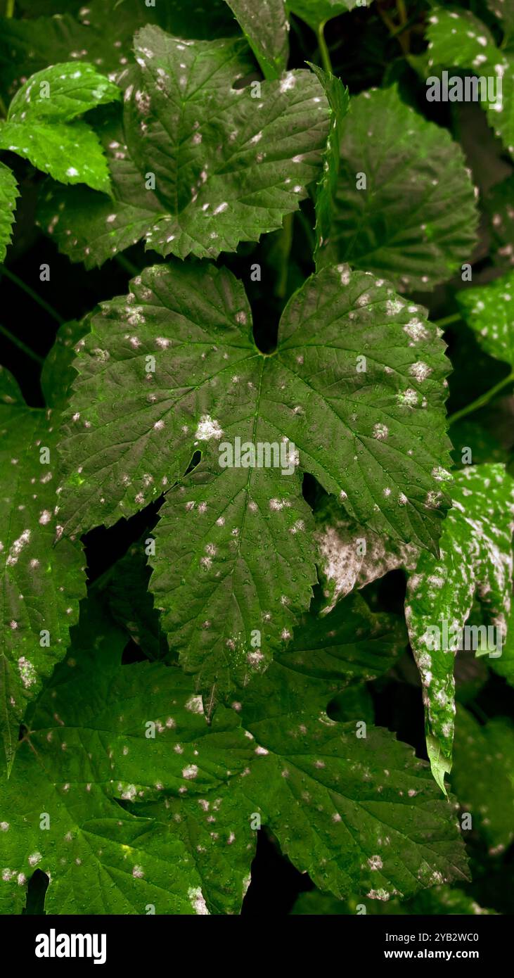 large, juicy green leaves with distinct veins. The leaves shine under the soft sunlight, drops of rose sparkle on their surface, creating a feeling o - Smartphone Captured Stock Image