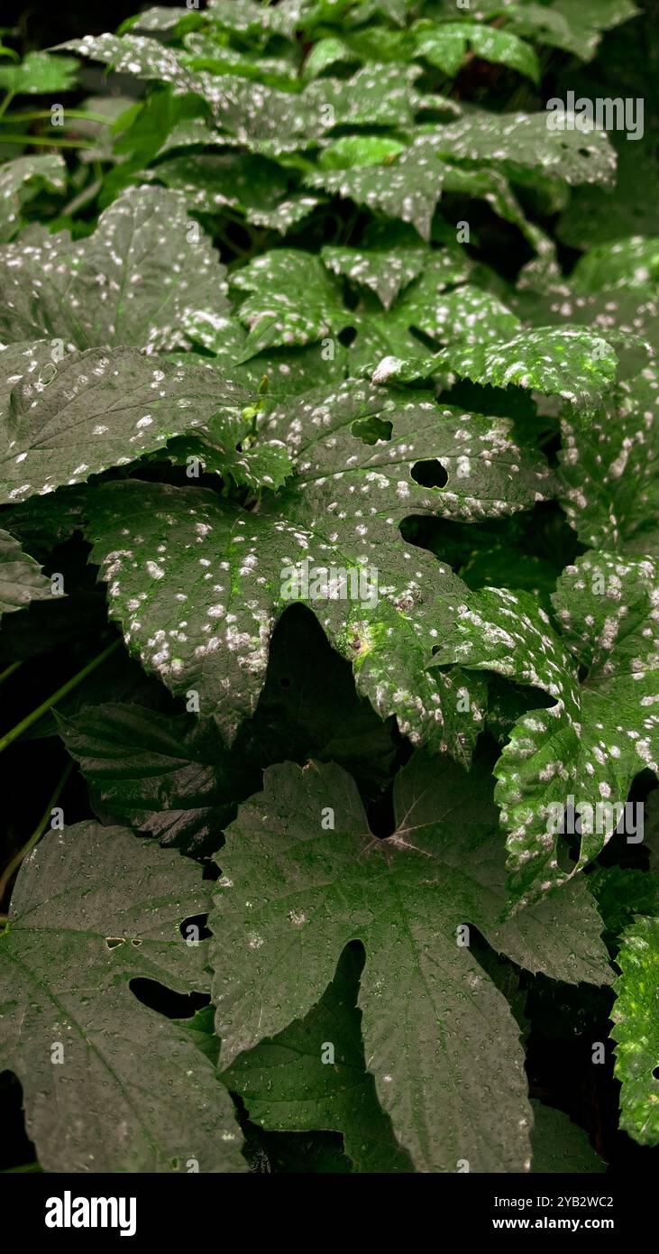 large, juicy green leaves with distinct veins. The leaves shine under the soft sunlight, drops of rose sparkle on their surface, creating a feeling o - Smartphone Captured Stock Image