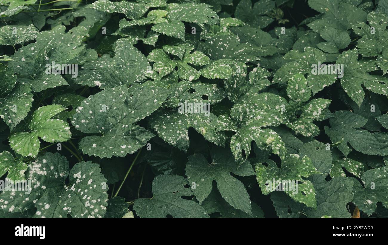 large, juicy green leaves with distinct veins. The leaves shine under the soft sunlight, drops of rose sparkle on their surface, creating a feeling o - Smartphone Captured Stock Image