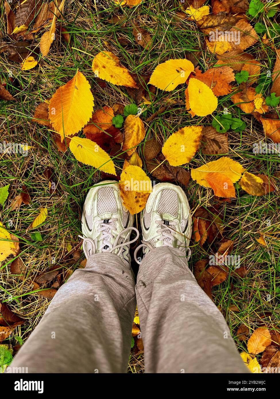 In autumn, trees look especially picturesque when their leaves turn bright, warm colors. Foliage changes color from green to gold, orange, red and bur - Smartphone Captured Stock Image