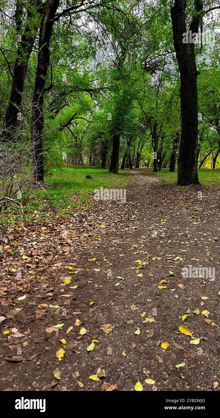 In autumn, trees look especially picturesque when their leaves turn bright, warm colors. Foliage changes color from green to gold, orange, red and bur - Smartphone Captured Stock Image