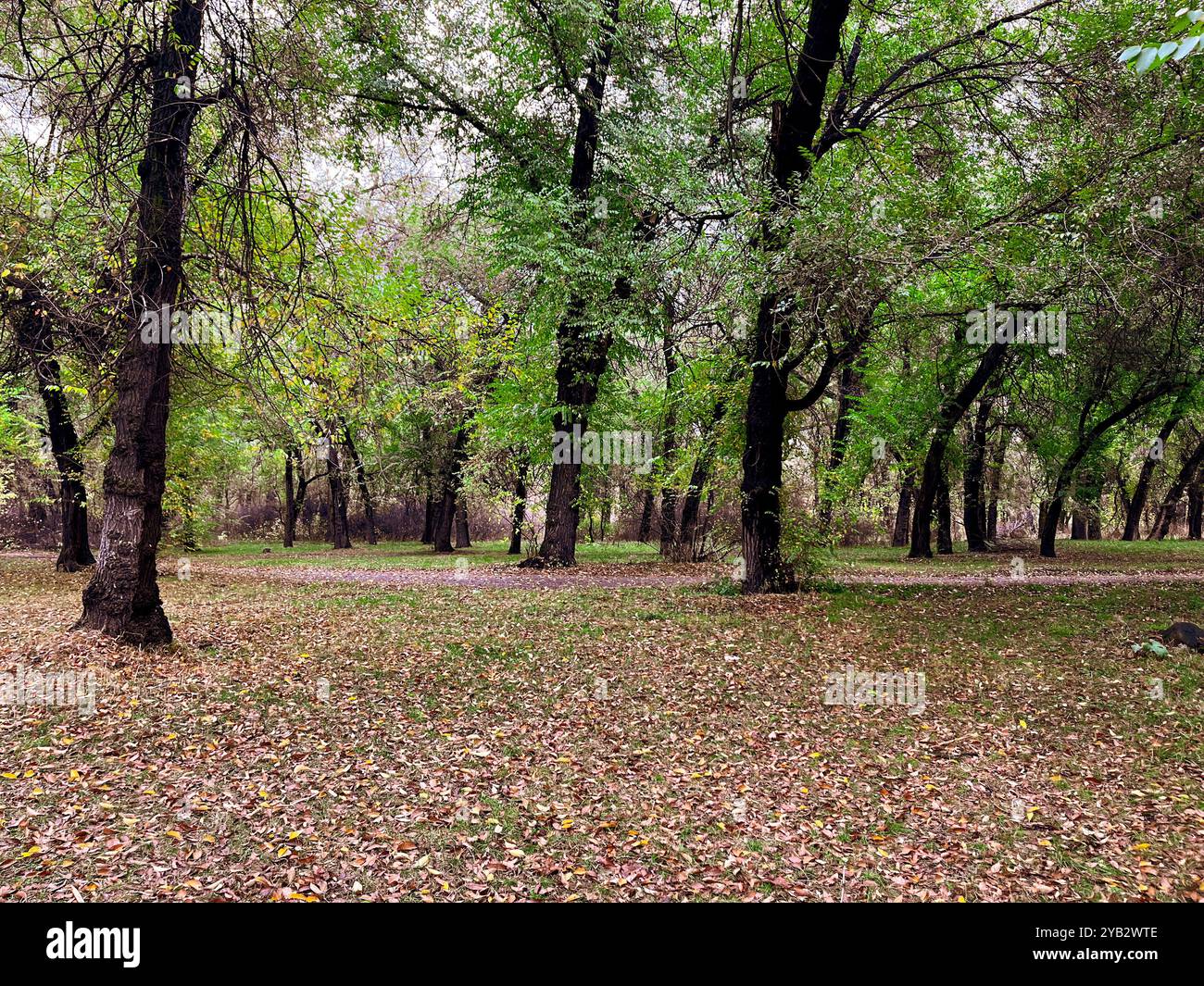 In autumn, trees look especially picturesque when their leaves turn bright, warm colors. Foliage changes color from green to gold, orange, red and bur - Smartphone Captured Stock Image