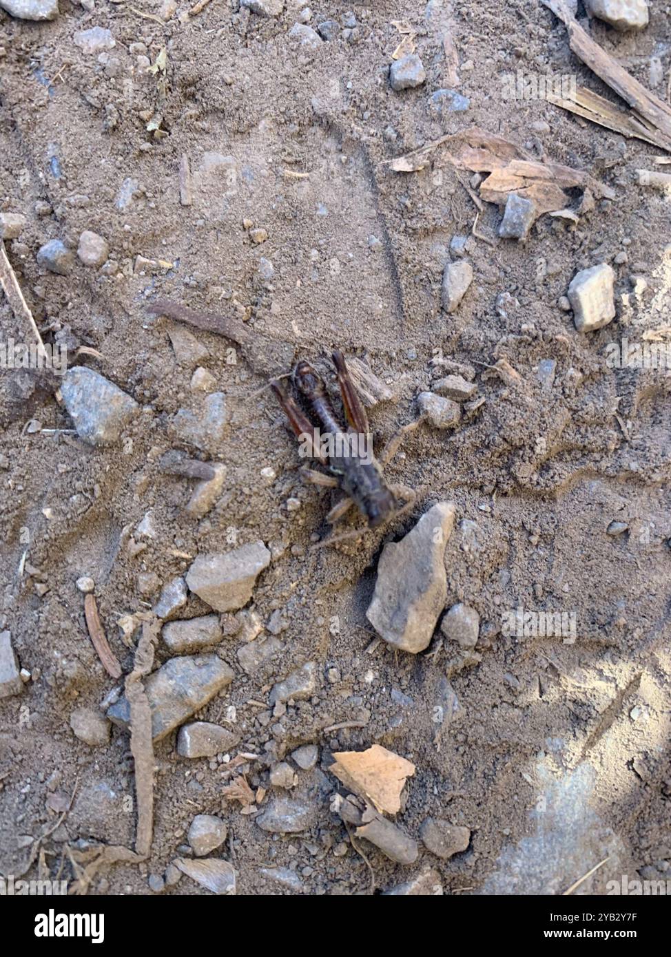 Triangular Winged Insect Oregon Short-winged Grasshopper (Melanoplus triangularis) Insecta Stock ...