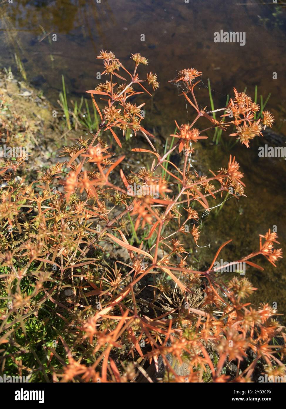 Rust Weed (Polypremum procumbens) Plantae Stock Photo - Alamy