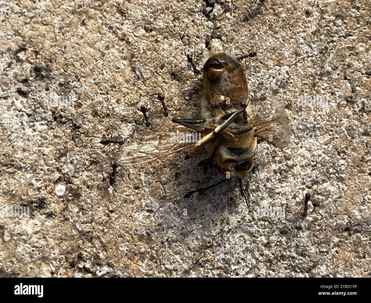 Epis Insect Western Honey Bee (Apis mellifera) Insecta Stock Photo - Alamy