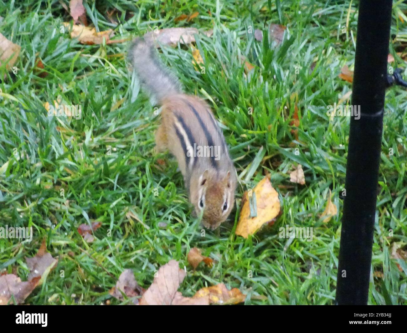 Eastern Chipmunk (Tamias striatus) Mammalia Stock Photo - Alamy