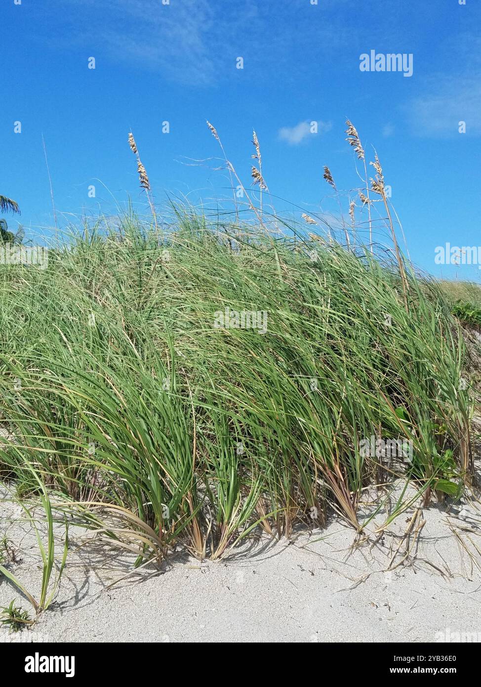 Uniola sea oats (Uniola paniculata) Plantae Stock Photo - Alamy
