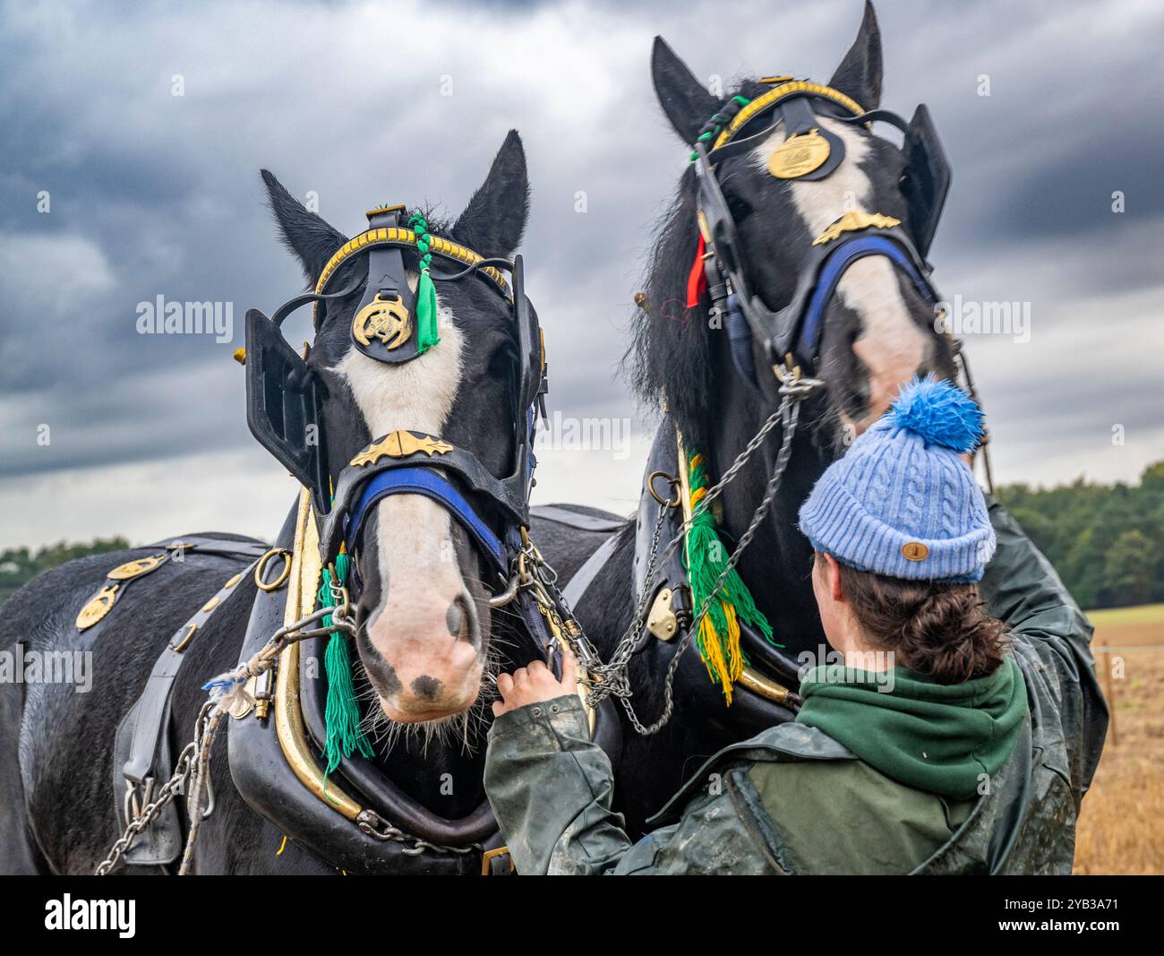 Perlethorpe, Nottinghamshire, The British National Ploughing Championships & Country Festival - Traditional heavy horse plough the straightest furrow Stock Photo