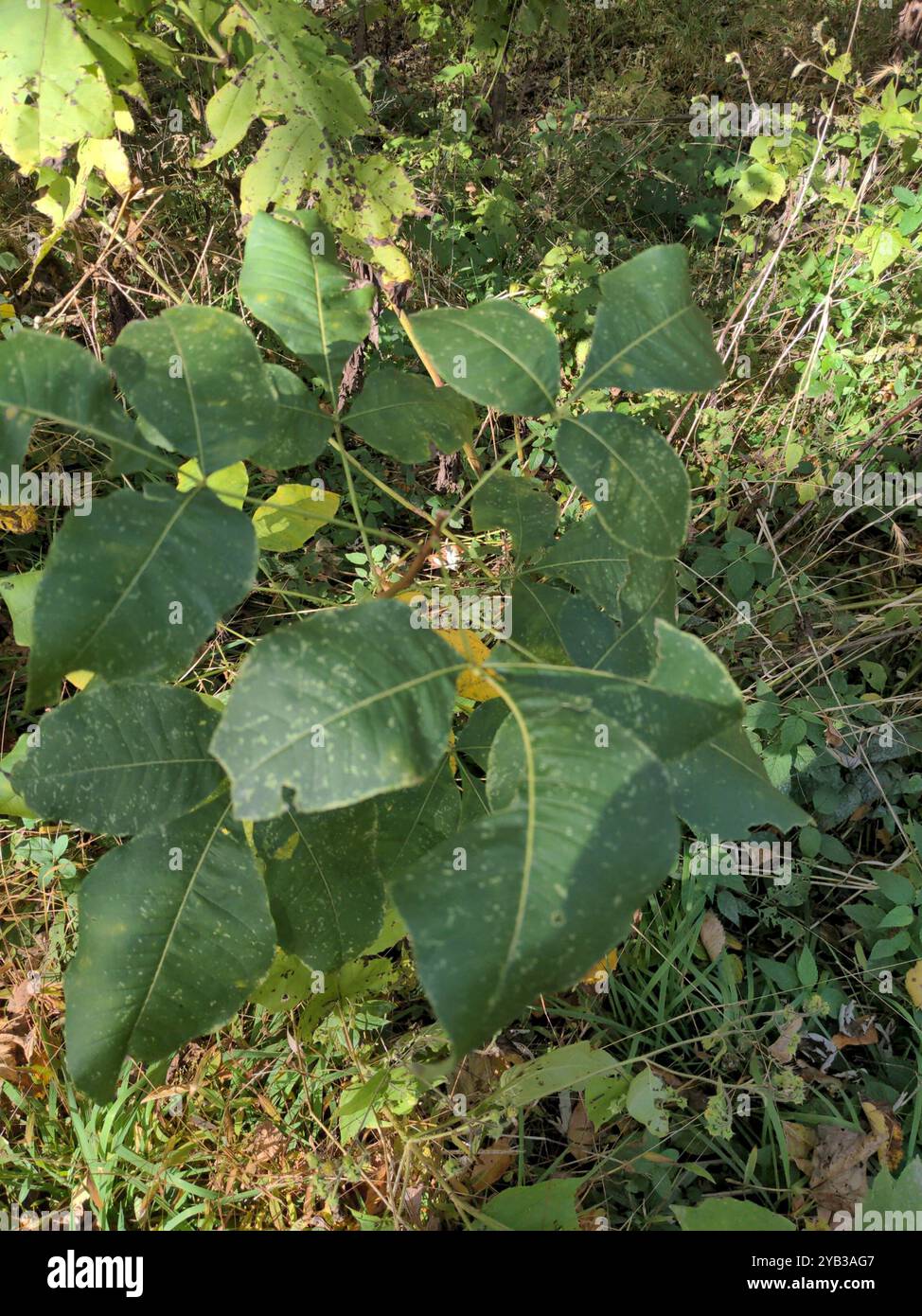 common hoptree (Ptelea trifoliata) Plantae Stock Photo - Alamy