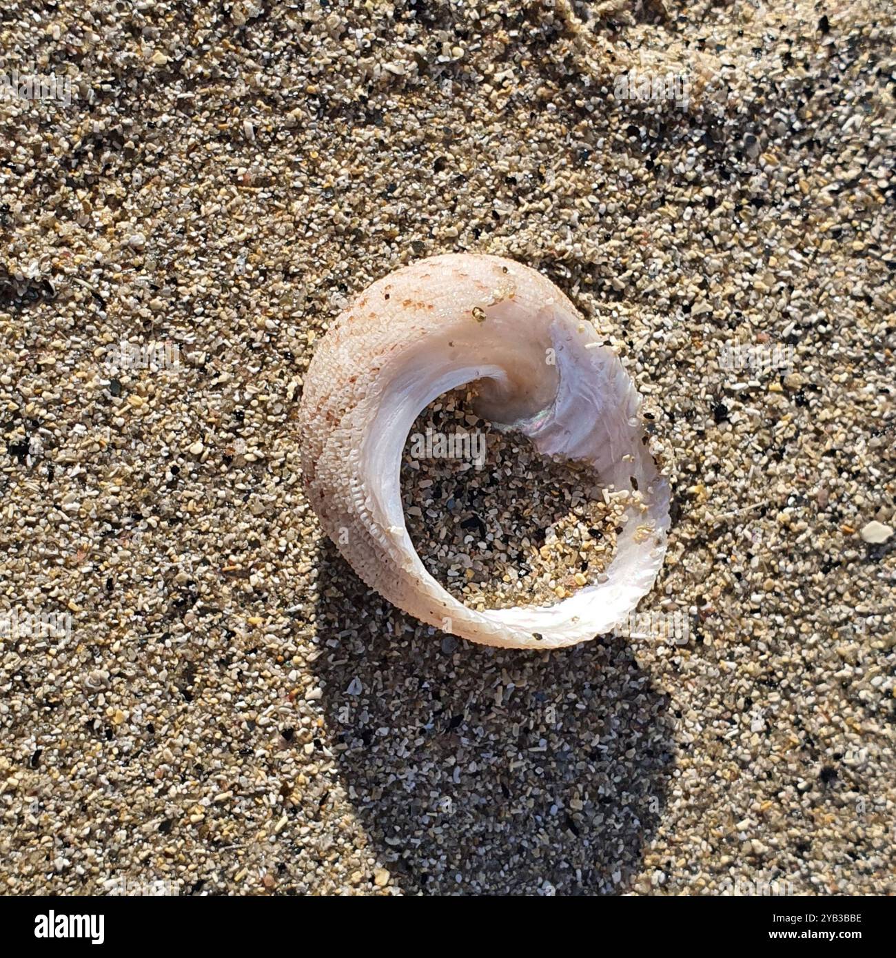 False ear shell hi-res stock photography and images - Alamy