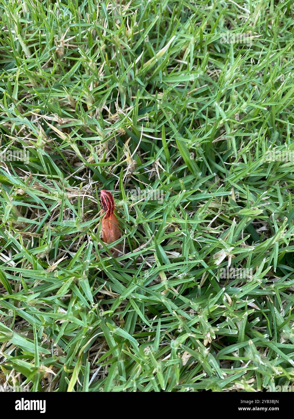 Lysurus mokusin hi-res stock photography and images - Alamy