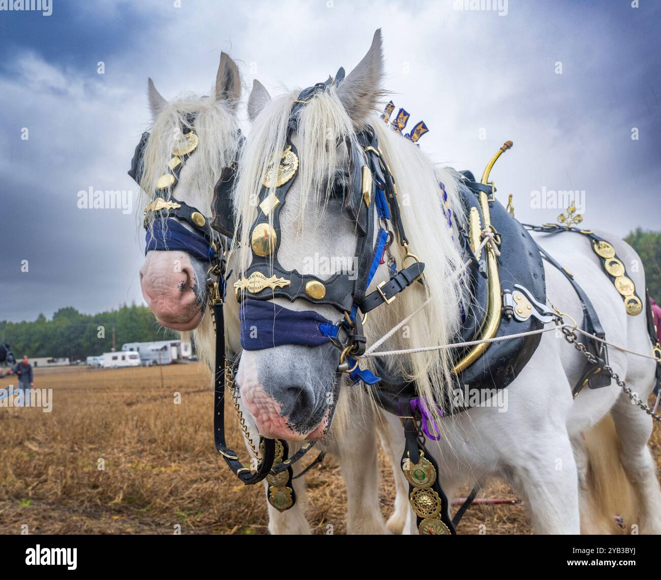 Perlethorpe, Nottinghamshire, The British National Ploughing Championships & Country Festival - Traditional heavy horse plough the straightest furrow Stock Photo