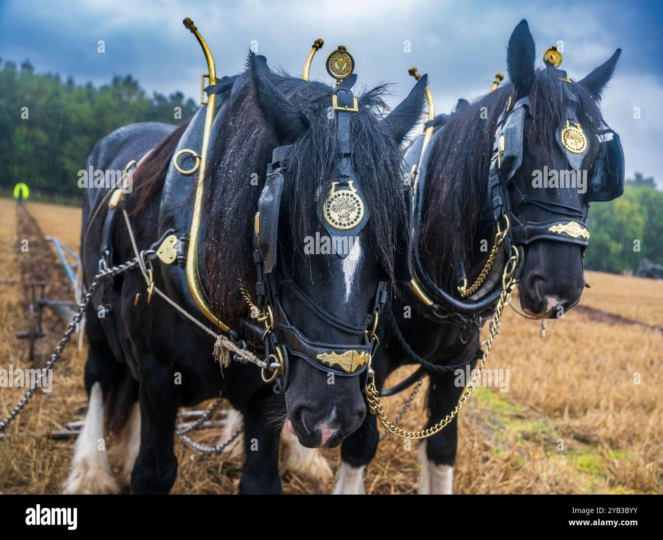 Perlethorpe, Nottinghamshire, The British National Ploughing Championships & Country Festival - Traditional heavy horse plough the straightest furrow Stock Photo