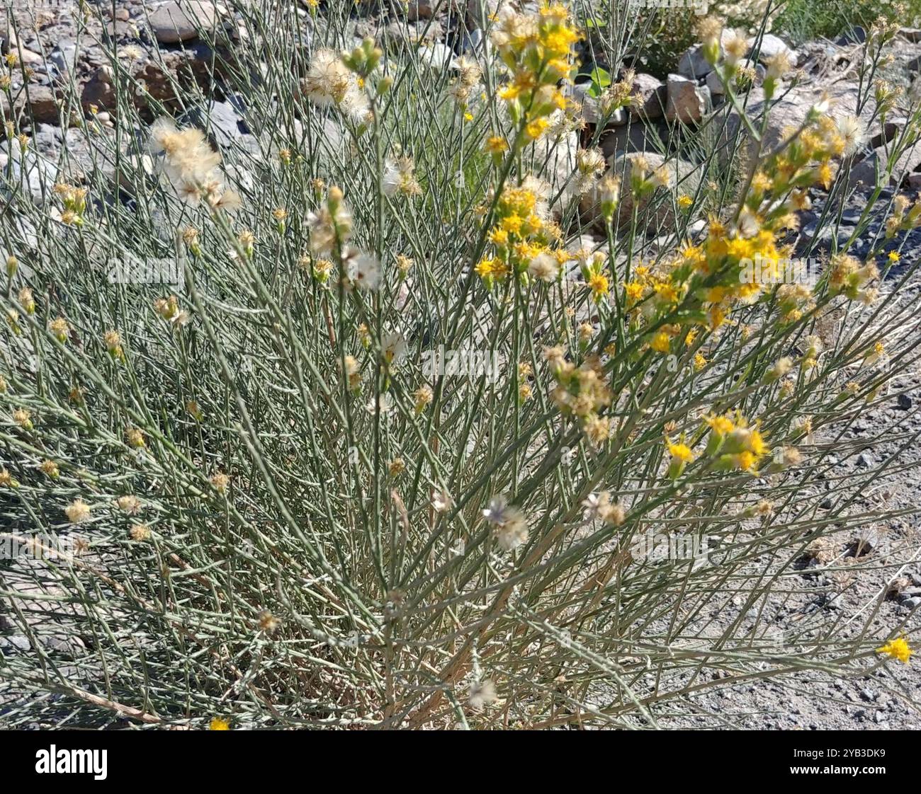 California Broomsage (Lepidospartum squamatum) Plantae Stock Photo - Alamy