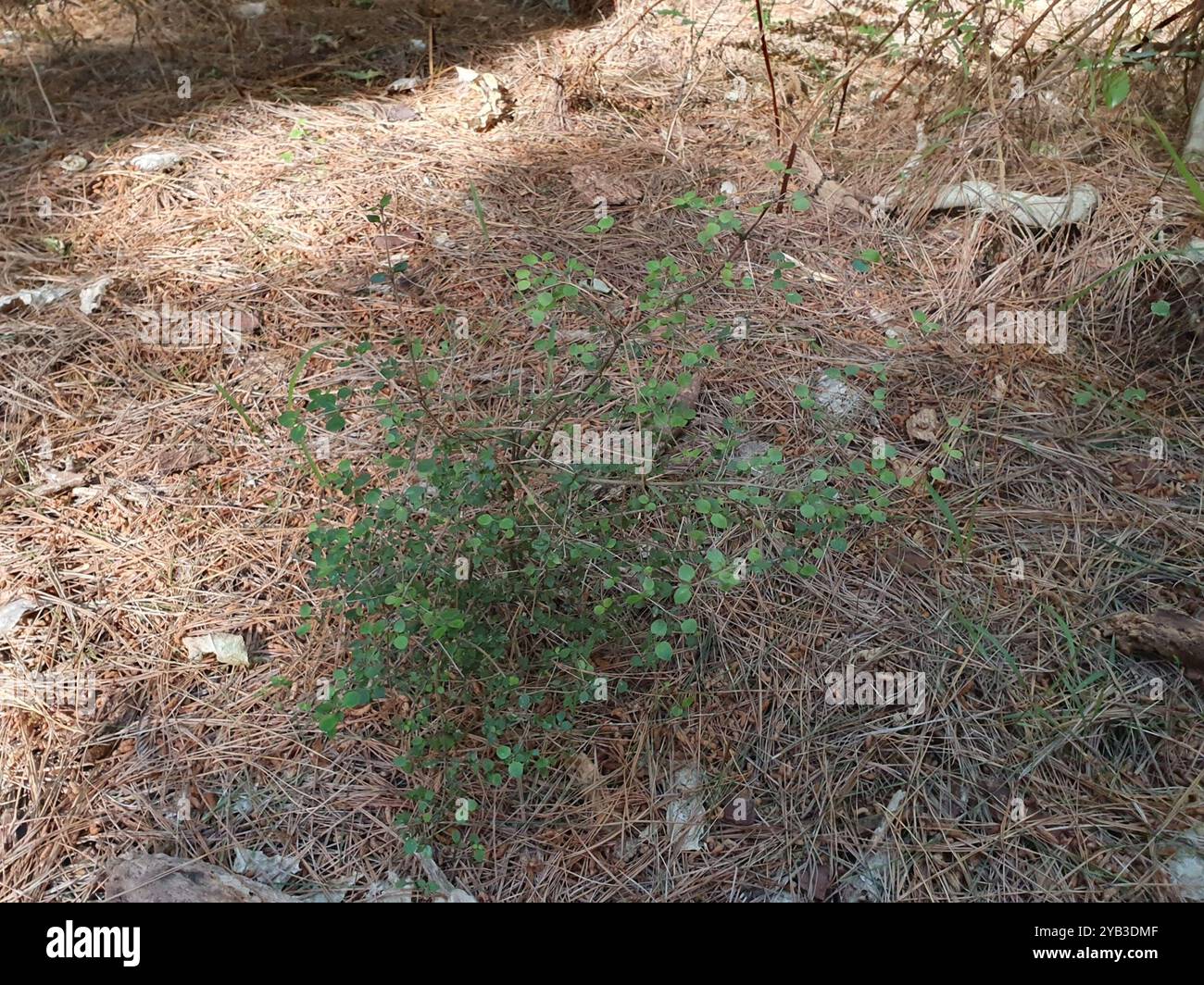 Twiggy coprosma (Coprosma rhamnoides) Plantae Stock Photo - Alamy