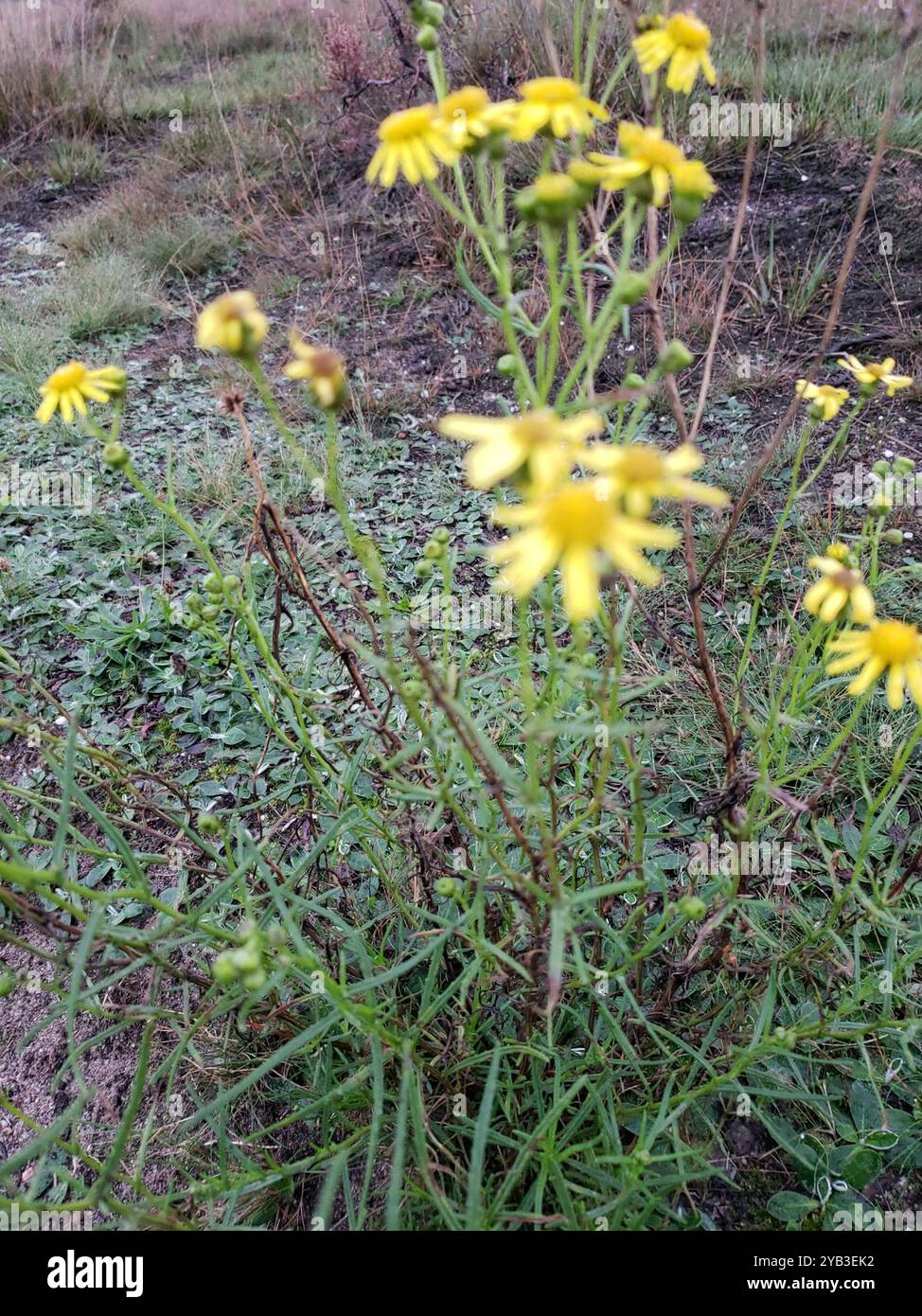 Narrow-leaved Ragwort (Senecio inaequidens) Plantae Stock Photo - Alamy