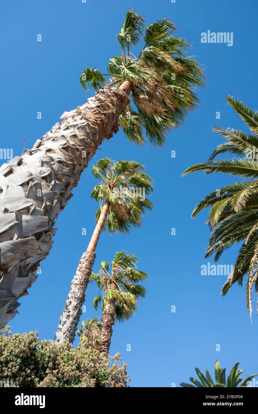 Palm trees, Benicia, California, USA Stock Photo - Alamy