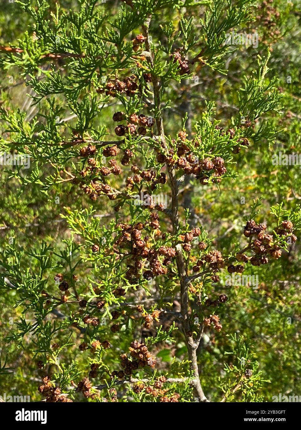 Atlantic white cedar (Chamaecyparis thyoides) Plantae Stock Photo - Alamy
