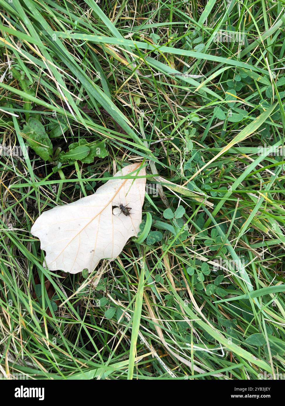 Robust Ground Crickets (Allonemobius) Insecta Stock Photo - Alamy