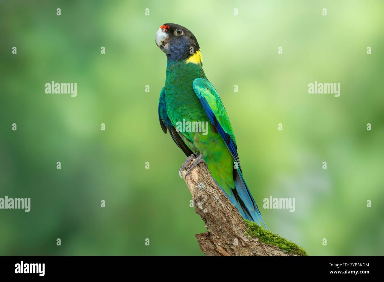 トランペット PARROT 31uscefGI6L._SS200_.jpg