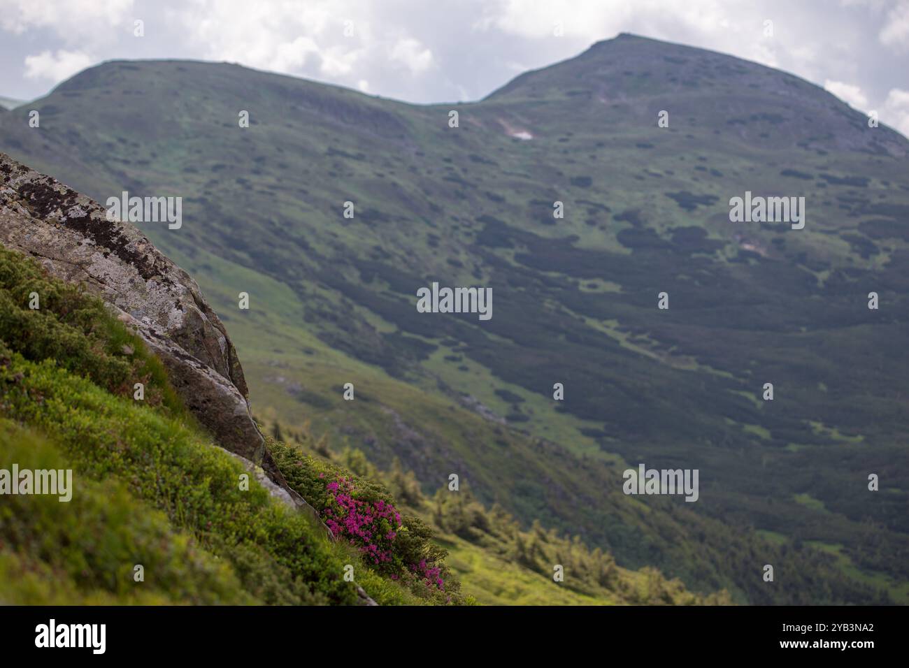 Rhododendron kotschyi hi-res stock photography and images - Alamy